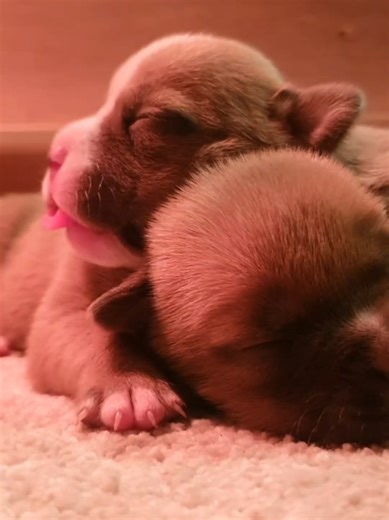 Understanding Baby Bullies: The Pocket Bullies Trend