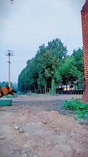 Amazing Belgian Malinois Jumping - Dog Training Video