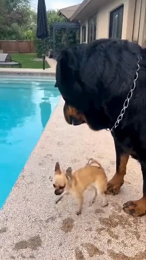 9.1K views · 10K reactions | When the Tiny Dog Pushes It Too Far  | Middle Pets | Facebook