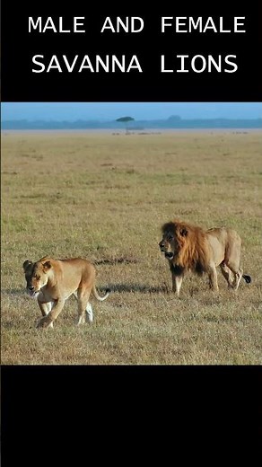 Male and Female lions in savanna_YouTube #wildlife