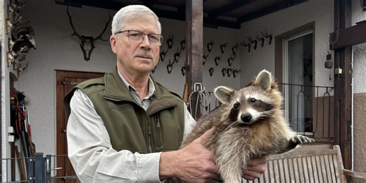Die Waschbären sind los: Experte Alfons Westermann: „Aufhalten kann man es nicht mehr“