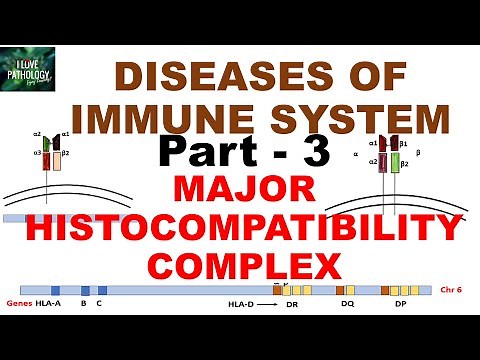 Major Histocompatibility complex | Structure | HLA | Disease associations