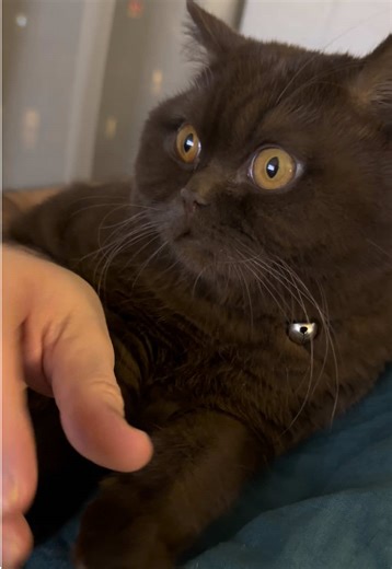 Daddy’s turn at bedtime 💤 Paw butter. Nose butter. @PawSono And a kitten who sits perfectly still… because there might be another treat 😌🐾 What a good girl, Kismet 🤎 #KismetTheKitten #CatTok #GoodGirlEnergy #CatDad #kismetbrownkitty