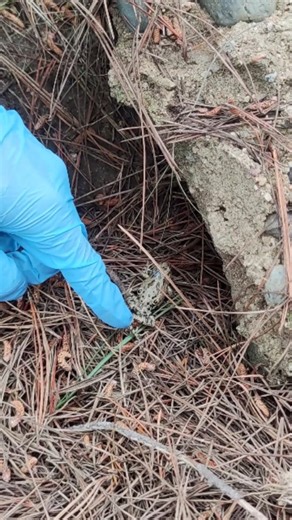 Proyecto Anfibia | Estimada comunidad ranística, parte del estudio de anfibios es la liberación post manipulación. Como equipo, siempre hemos sido estrictos... | Instagram