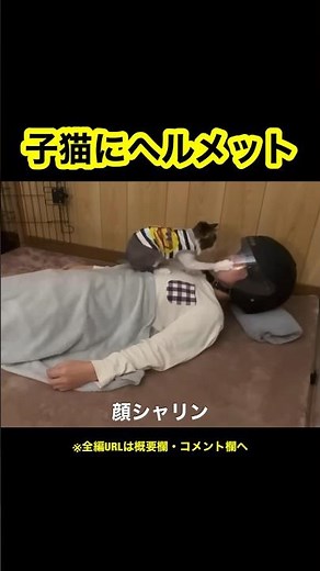 子猫に食べられる前にヘルメットで応戦してみた結果