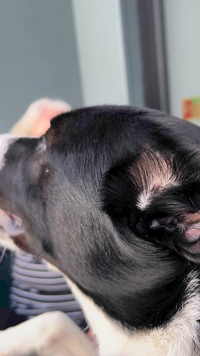 632 reactions · 14 shares | Barney sees a member of staff he really loves. He’s not seen her for months but he steals a quick kiss. | Stephen Kelleher | Facebook