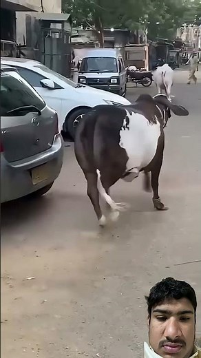 Beautiful white bull and blackbull #bull #bulls #bulllovers #whitebull #blackbull#shorts#greenscreen