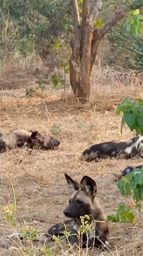 Wild Dog “Hoo-Hoo” Call 😮🐾 | Lost & Calling