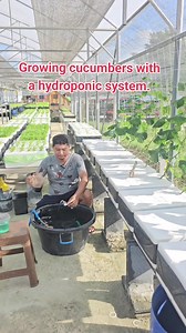 Hydroponic cucumber growing – fresh, clean, and healthy. 🌿 #Hydroponic #Cucumber | Puchong Yotha