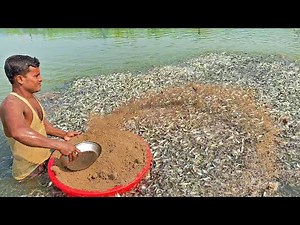 Hybrid Pangasius Culture Fish Farming Business in Asia | Pangas Fish Feeding Food part-2