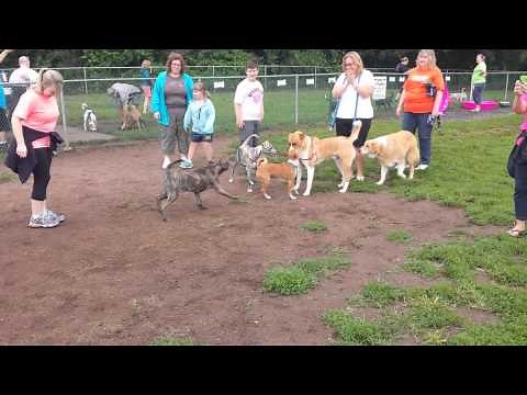 Basenji Running at Full Speed