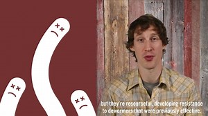 83K views · 416 reactions | Bovine Boyd knows that for cattle, it’s what’s on the inside that counts. So he’s back to show you how to keep those insides worm-free. | Boehringer Ingelheim Cattle Health | Facebook