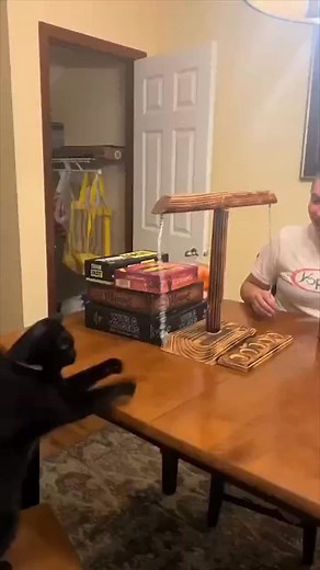 A cat beat her in a game meant for humans 😂 #fyp #foryou #reelsfypシ | Abby Francis