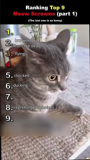 trying not to laugh at the funniest meow scream reactions! #cat #funnycat #shorts