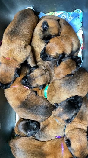 12 puppies falling asleep, cute sounds. 12 цуценят засинають. My YouTube: Alexander Mamaychuk. | Олександр Мамайчук