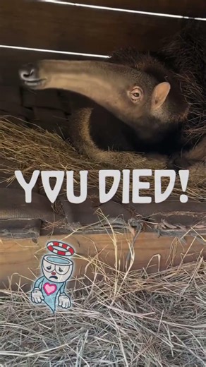THAT boss before the FAKE KNOCKOUT - Cuphead FANMADE