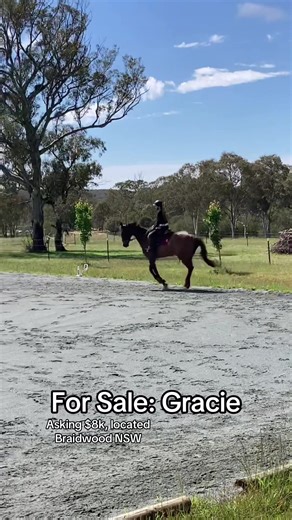 FOR SALE || Diplomatic Grace ‘Gracie’ 15.2hh || 2012 || Thoroughbred || Mare Comment or msg for more info/her advert. Gracie is a sweet thoroughbred mare, very willing and kind. She needs a confident rider with an independent hand and seat. With a confident, kind rider she holds a consistent frame on the flat, and has started some lateral work but needs to take it slow or she gets overwhelmed. So much fun to jump, point and shoot for the most part, makes it all feel easy. She’s very adjustable i