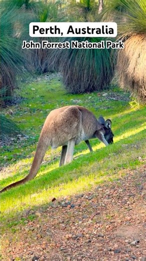John Forrest National Park | Perth Australia | Nature trails | kangaroos | Waterfalls
