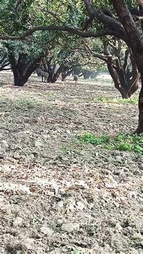 Nilgah village mango farm🚜🐾🌻🌾🌞