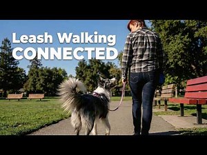 Leash Walking CONNECTED - loose leash walking course