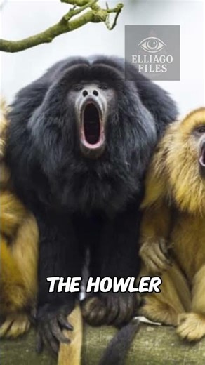 The LOUDEST Creatures Alive!!