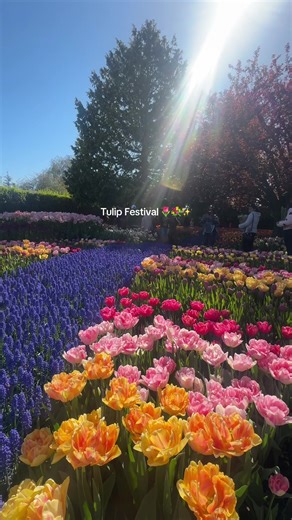 Experience the Beauty of the Skagit Valley Tulip Festival