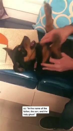 Dogs Making Strange Noises: Hilarious Moments