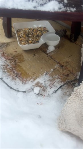 Happy update! All my efforts for keeping waxwing safe and comfortable worked! He’s all rested and gone this morning. #waxwing #birdrescue