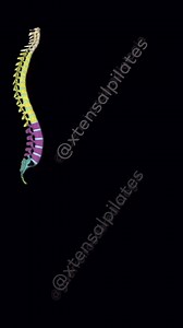 5.9K views · 81 reactions |  Explorando la columna vertebral desde...