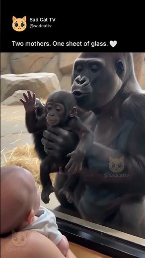 Gorilla Mum Sees a Woman's Baby... Then Brings Out Her OWN 😭🦍
