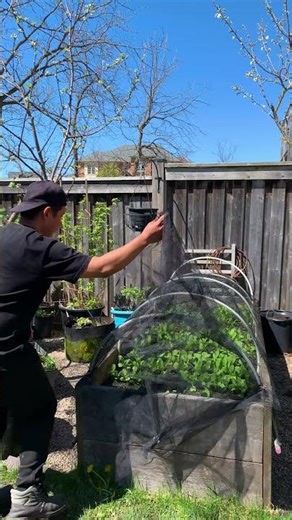 Everything we did to grow radish from seed to harvest