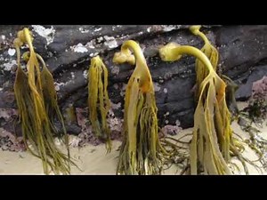 Intertidal Zone Challenges + Adaptations