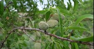 4K Close-up Green Bitter Almonds on Branch Growing Agriculture Slow Motion