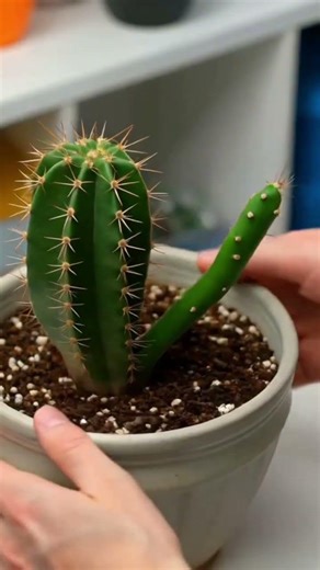 cara merawat bunga kaktus bulan