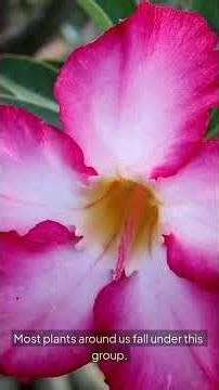 Types of Plants - Classification Made Easy #plantclassification #botanyshorts