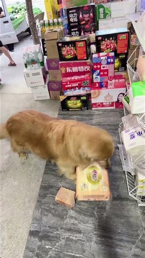Golden Retriever Trade Time #shorts #dogs