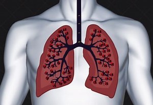 Lungs 101