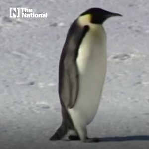 1.4K views · 42 reactions | The Emperor penguin could be listed as an endangered species due to habitat loss brought about by climate change bit.ly/3rUZrdu | The National | Facebook