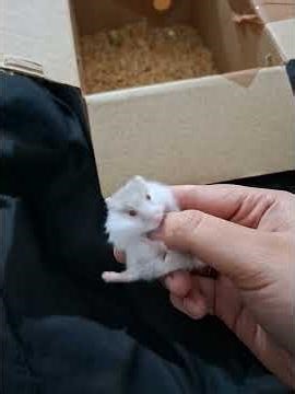 This is how I started taming dwarf hamster, in less than 24 hours#hamsters #hamsters #cutehamster