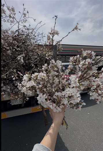 Cherry Blossom Disposal Journey: A Touching Encounter
