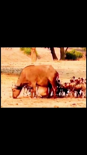 #foryou #tiktok #wildanimals #wildlife #animalsoftiktok #animals #lion