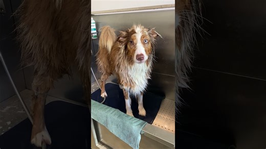 Red merle Australian shepherd grooming!