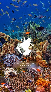 The Great Barrier Reef, Mt. St. Helens, and Fort Myers, Florida are among the most beautiful and sought-after travel destinations in the world. Though they are all unique, they do have something in common — each has been significantly impacted by climate change. 🪸 Marine heatwaves have triggered 4 global coral bleaching events on the Great Barrier Reef in just 7 years, reducing shallow water coral reefs by 50%. 🏔️ Climate change-induced increases in rainfall may exacerbate volcanic hazards at 