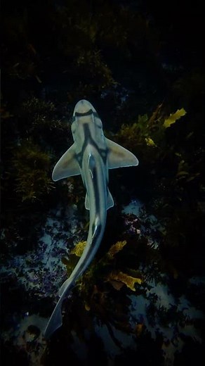 Hidden Horns: The Port Jackson's Secret Venom (read description)