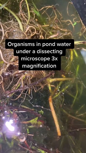Exploring Organisms in Pond Water with a Microscope