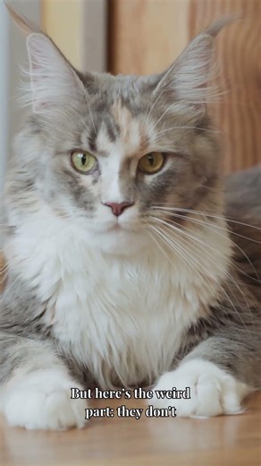 The Largest House Cat in the World! 🦁🐾