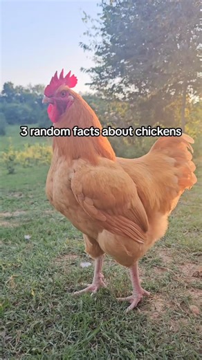 1.6K views · 5.4K reactions | I was mind blown about the ultraviolet light when I first heard that! Chickens are so cool! #chickens #randomfacts #raisingchickens #chickenkeeping #owningchickens | First 55 Farm | Facebook