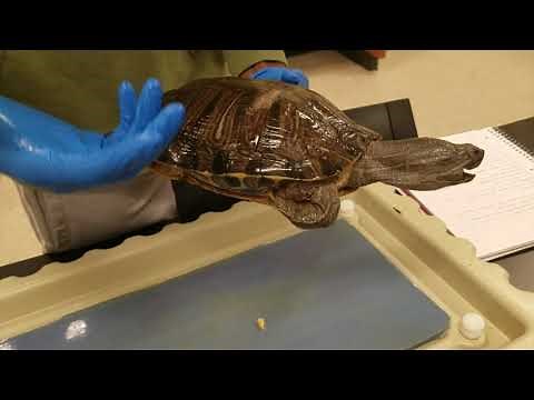 Turtle Dissection, Biology Fall 2019