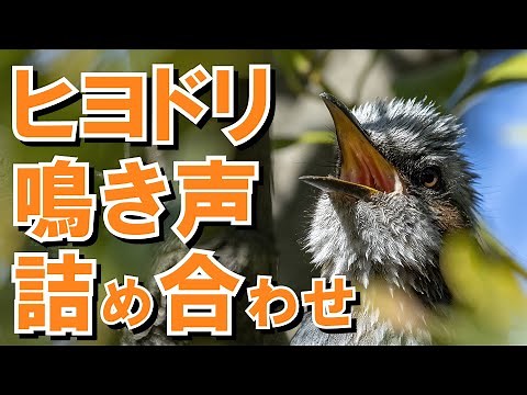 【絶叫】初心者向け ヒヨドリの鳴き声10種以上詰め合わせ【ヒヨ】