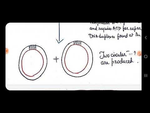 Theta mode and Rolling circle mode of DNA Replication in Prokaryotes